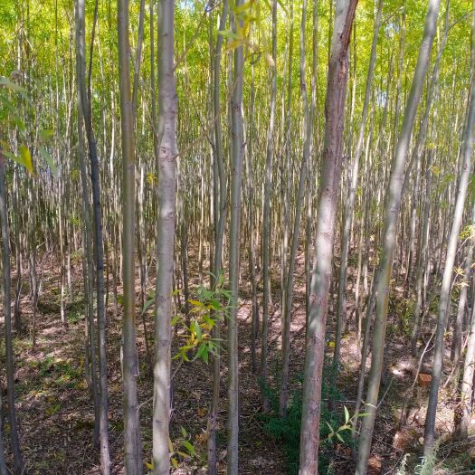 广河县速生柳 