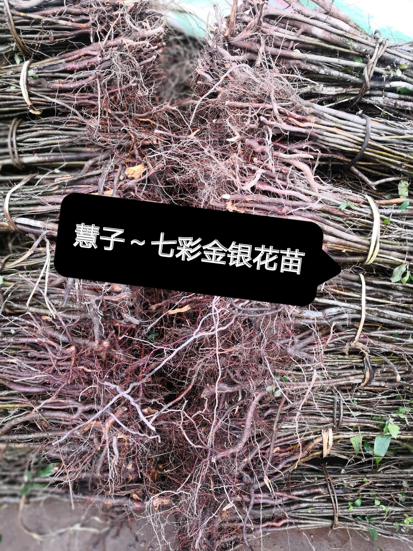 红色五彩金银花苗  金银花苗 四季开花 七彩金银花种苗 产