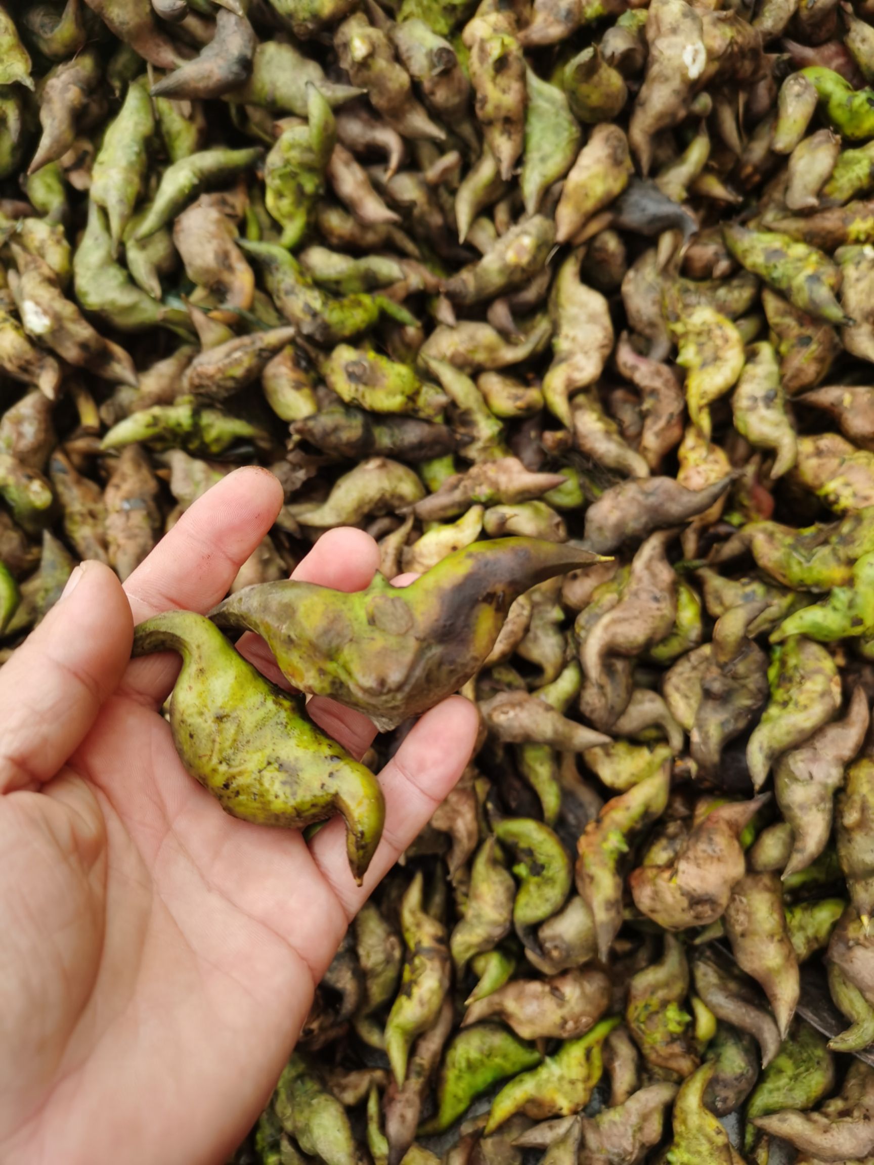 大菱角：微山湖特产大菱角一手货源精挑细选