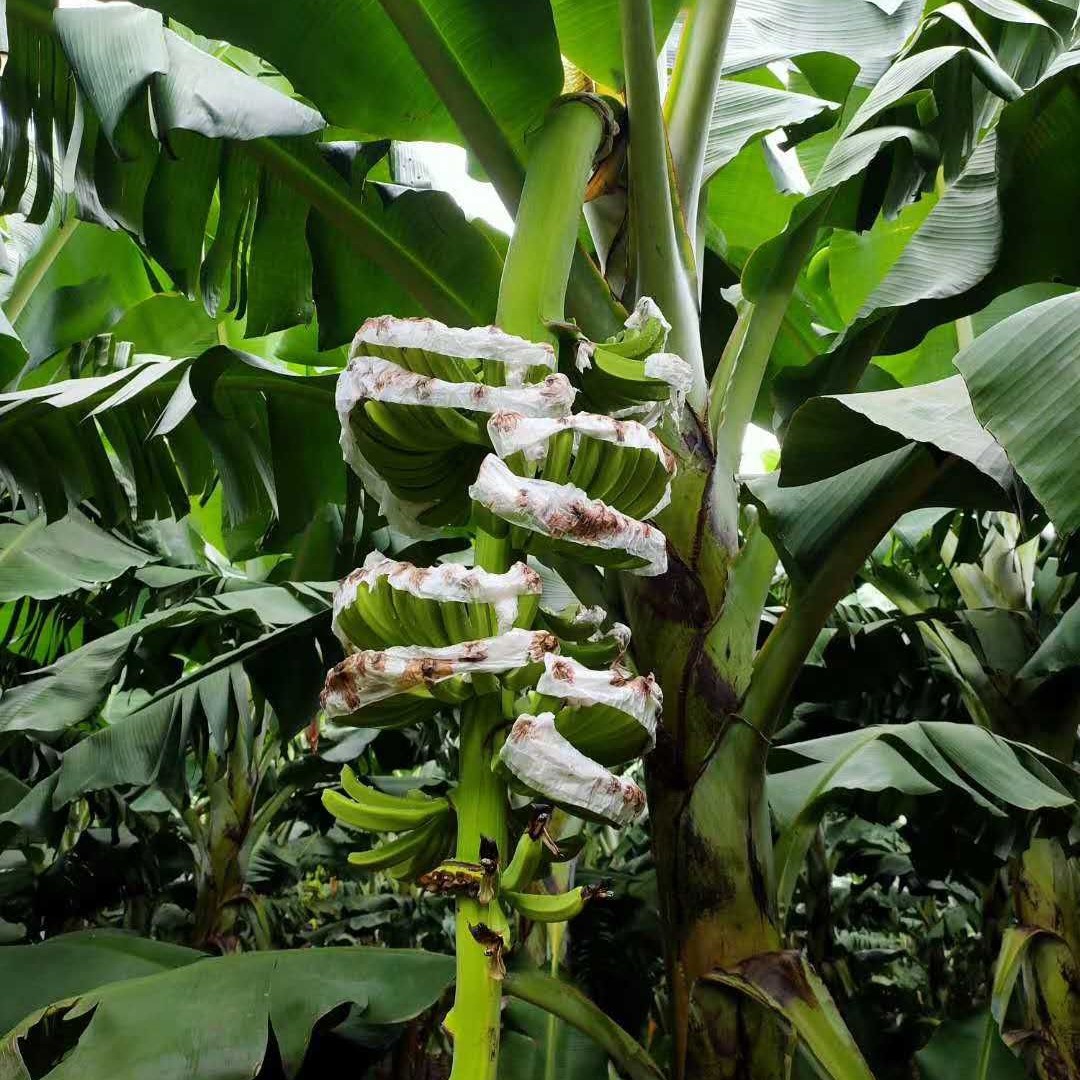 巴西香蕉 产地缅甸外莫 种植面积3500亩