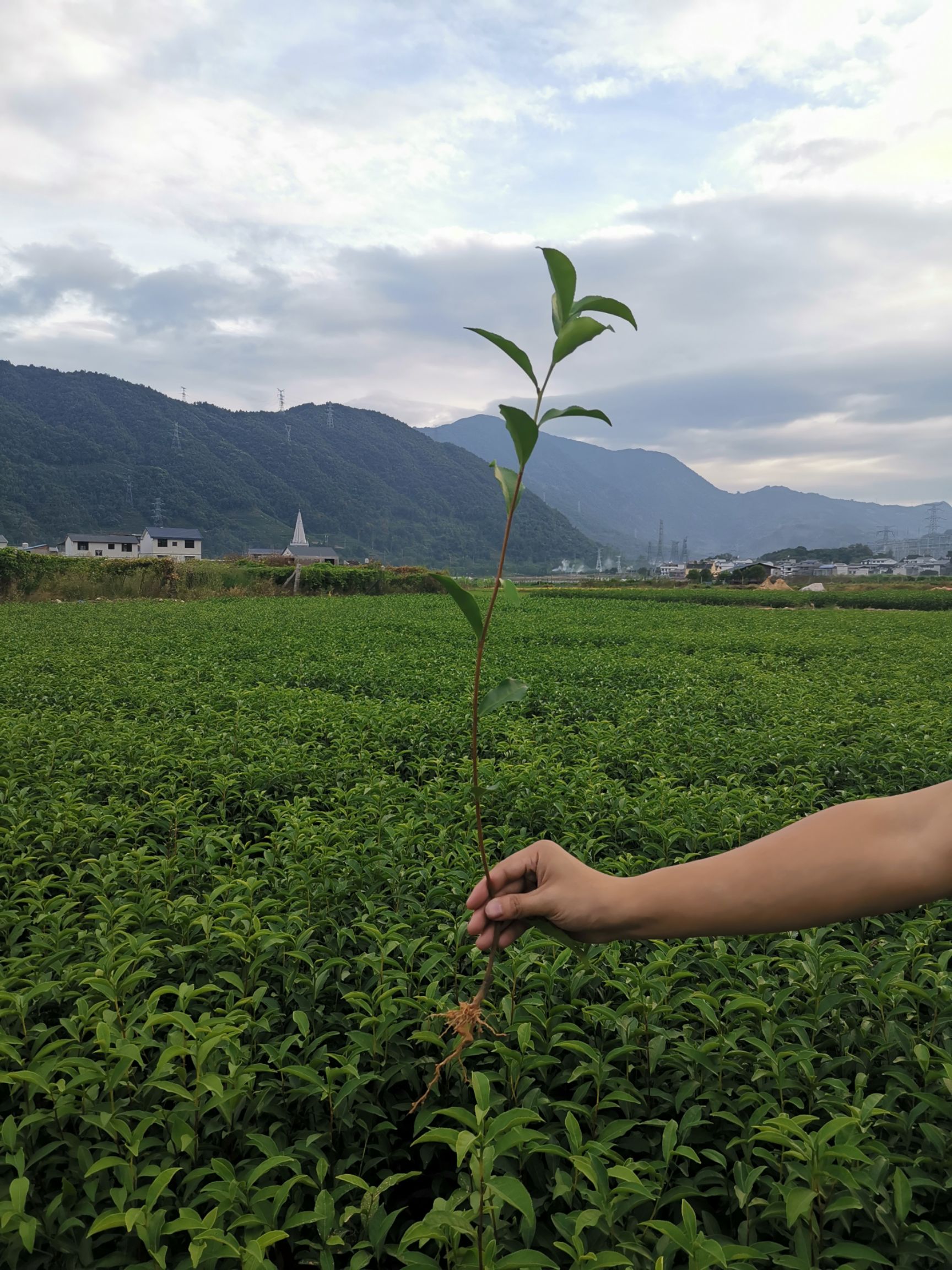 梅占茶苗  梅占茶树苗 一年生冬插苗福建福安苗圃直销大量供应