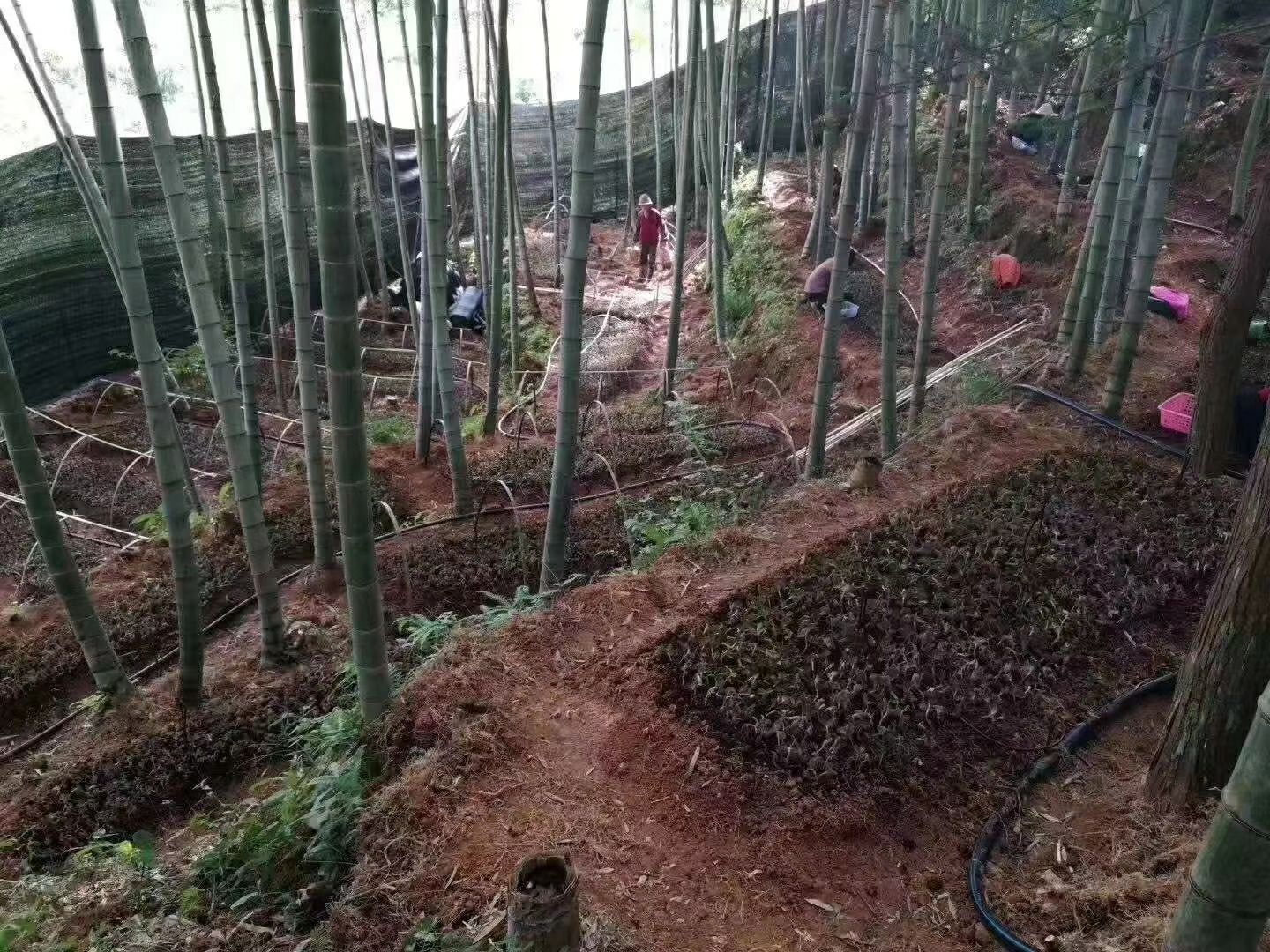 金线莲种苗  金线莲