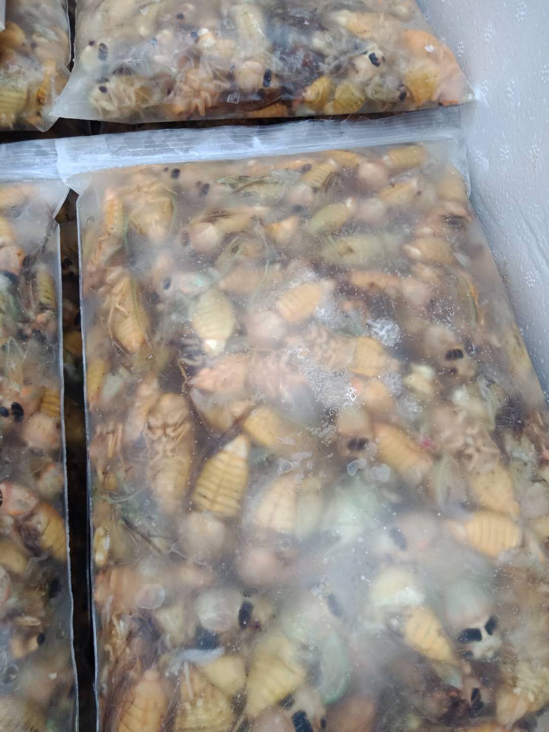 金蝉，白银蝉，知了猴，爬蚱