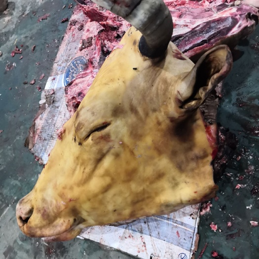 阳信县牛头