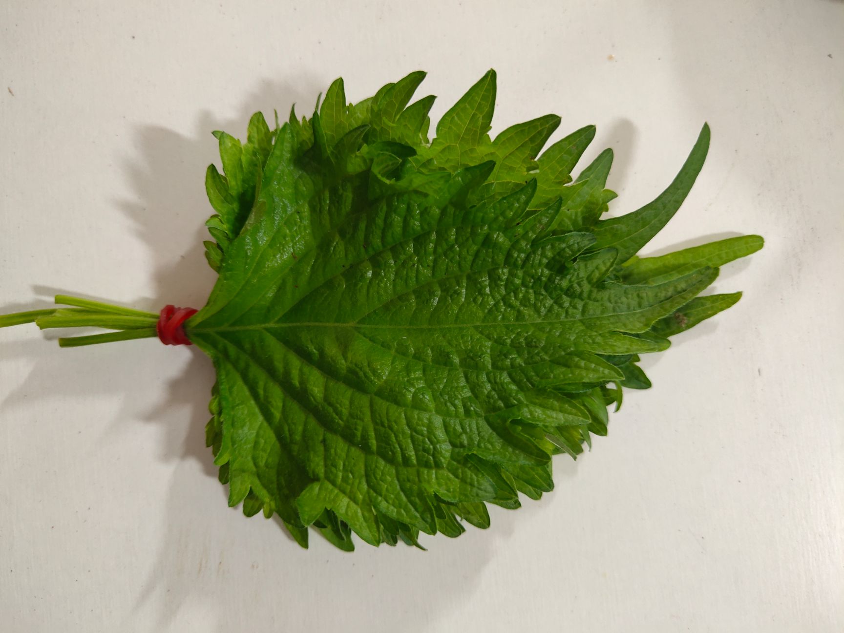 新鲜紫苏  新鲜苏子叶日本大叶紫苏叶料理刺身装饰摆盘用