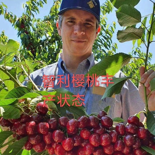 泰安俄罗斯8号樱桃苗  车厘子树苗供应基地 现挖现卖 鲁樱3号樱桃苗批发 俄罗斯8号