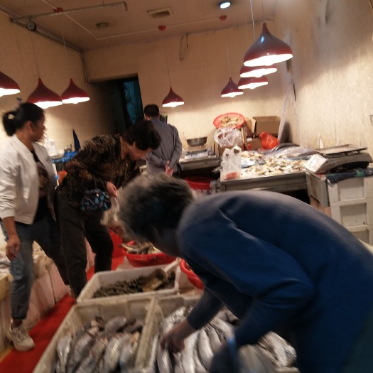 小黄鱼  东海黄鱼，身体苗条嘴唇鲜红。脑门直下，不弯。