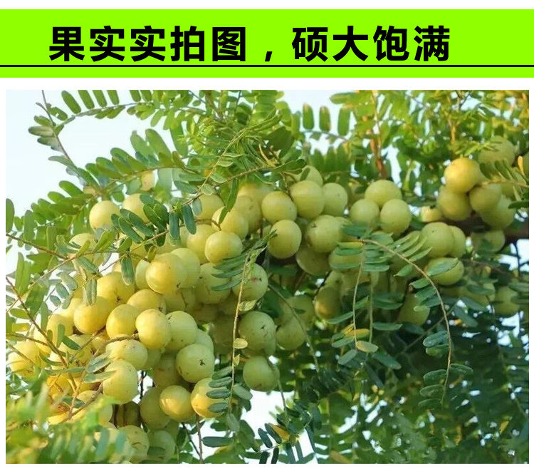 余甘果苗