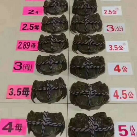 合肥白泥湖乡大闸蟹 母蟹 2.0两以下 