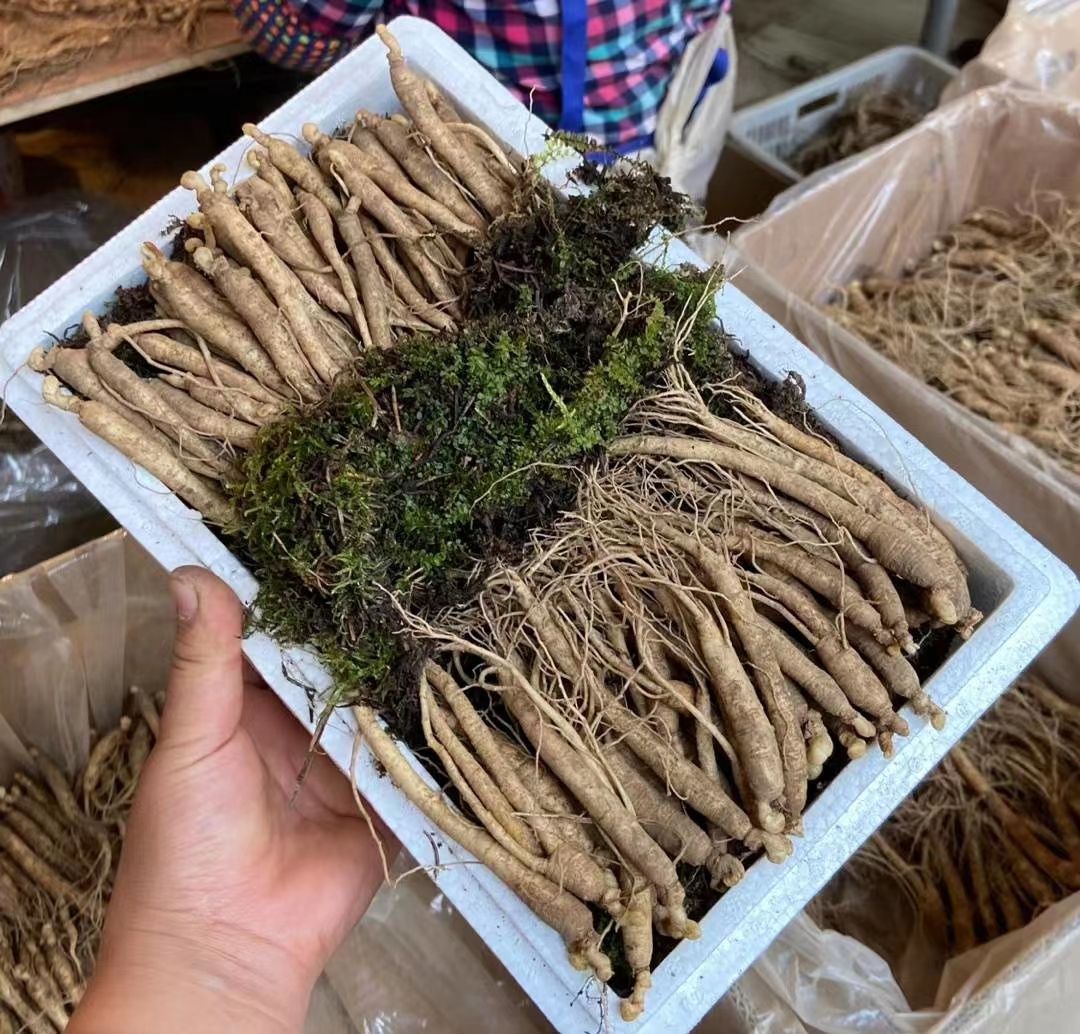 长白山人参小人参新鲜人参产地直供价格实惠泡酒煲汤炖鸡滋补养生
