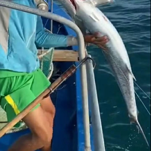 马鲛鱼 特色海南，鱼肉鲜嫩，口感新鲜，海南陵水县新村镇，