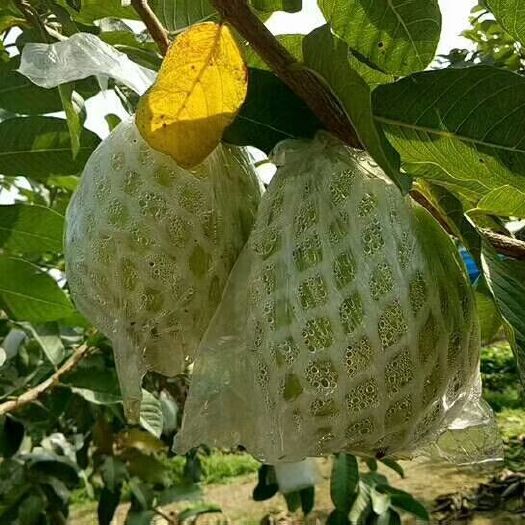惠东县白心番石榴 珍珠番石榴白心