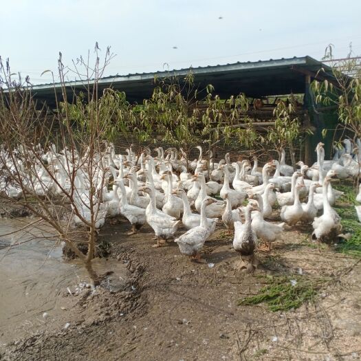 长葛市大三花鹅 8-10斤 统货 全散养 