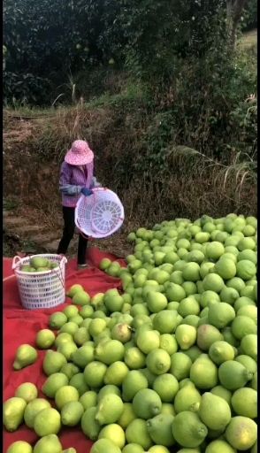 沙田柚 金柚之乡 梅州金柚 批发 市场 蜜甜 新鲜 代发