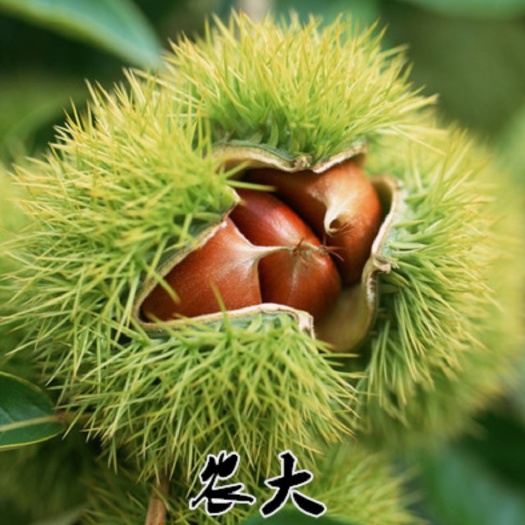 平邑县大红袍板栗苗  嫁接板栗树苗当年结果品质保证产量高而稳定