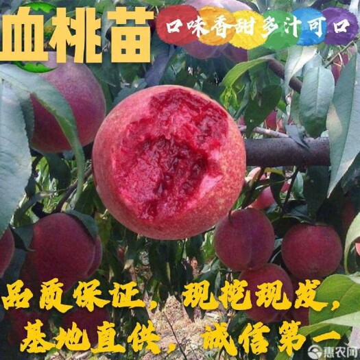 平邑县血桃苗    品质保证，现挖现卖，基地直供，诚信第一