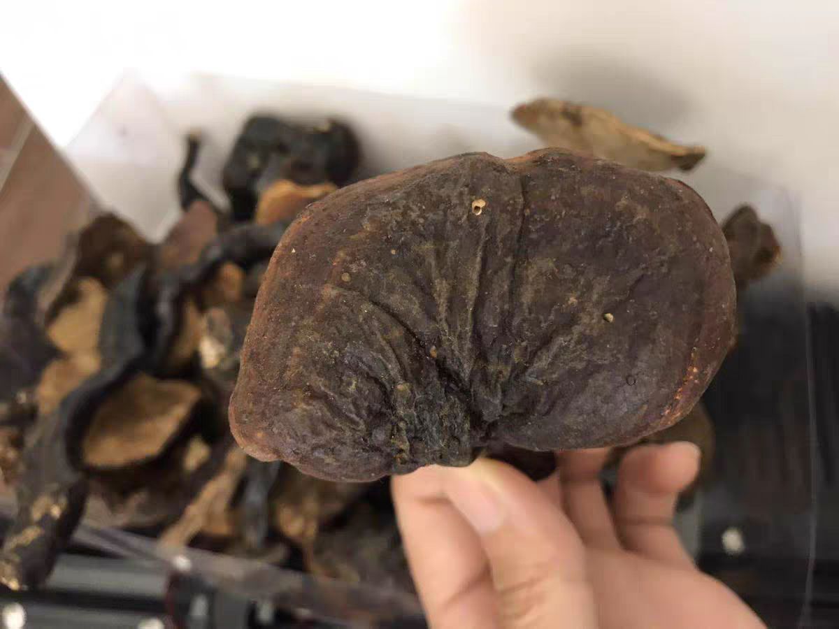 赤灵芝 高原灵芝....