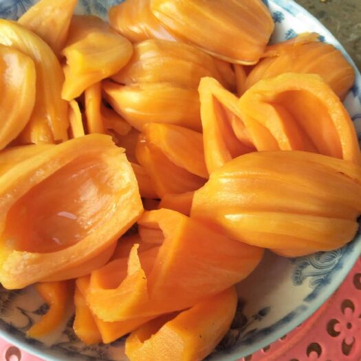 白沙县红肉菠萝蜜苗 泰12
