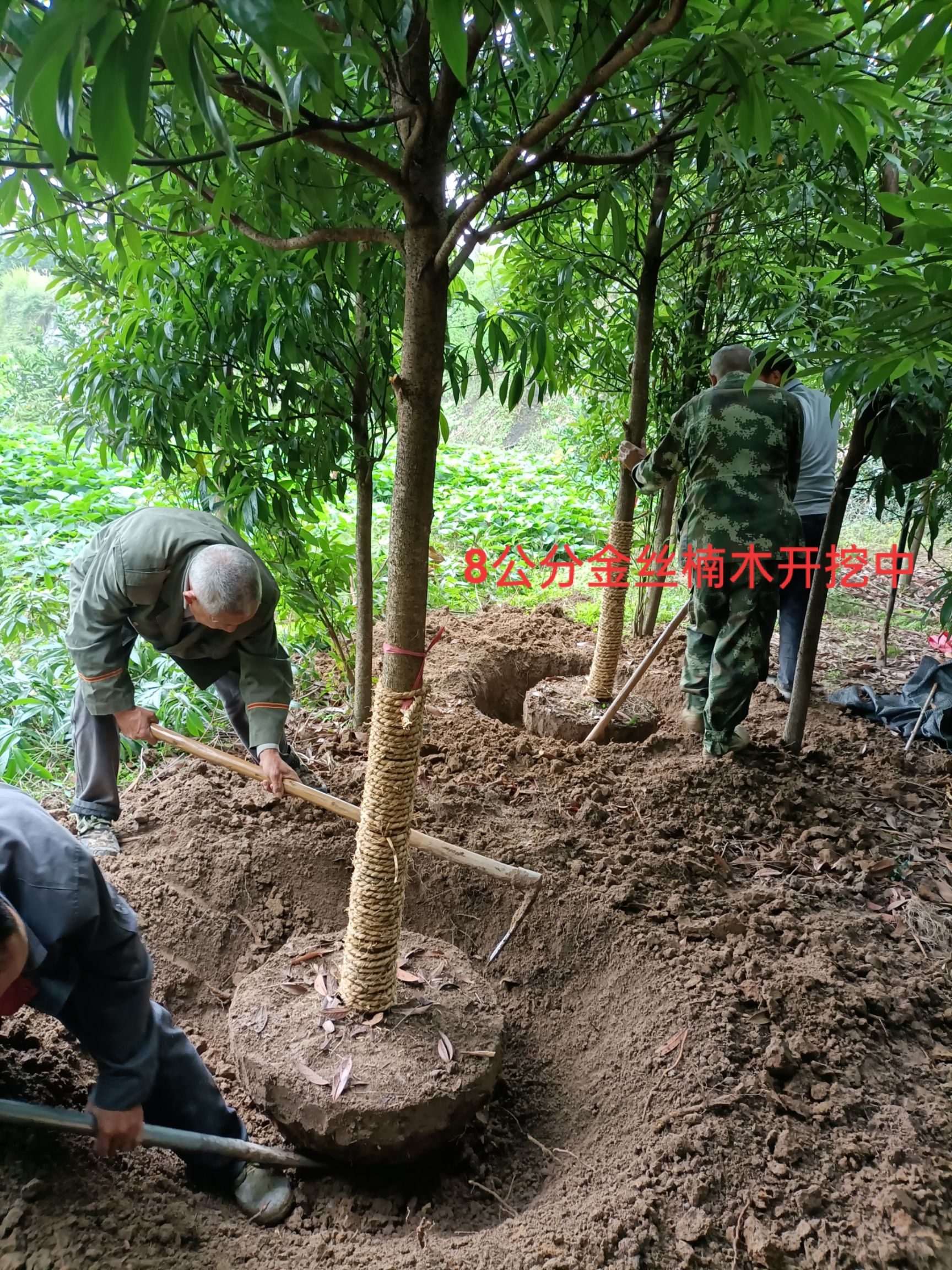 小叶桢南金丝楠木基地一手货源！