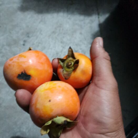 韩城市火葫芦柿子高次果，可以加工柿饼。可做柿子酒，醋，出酒率最高。