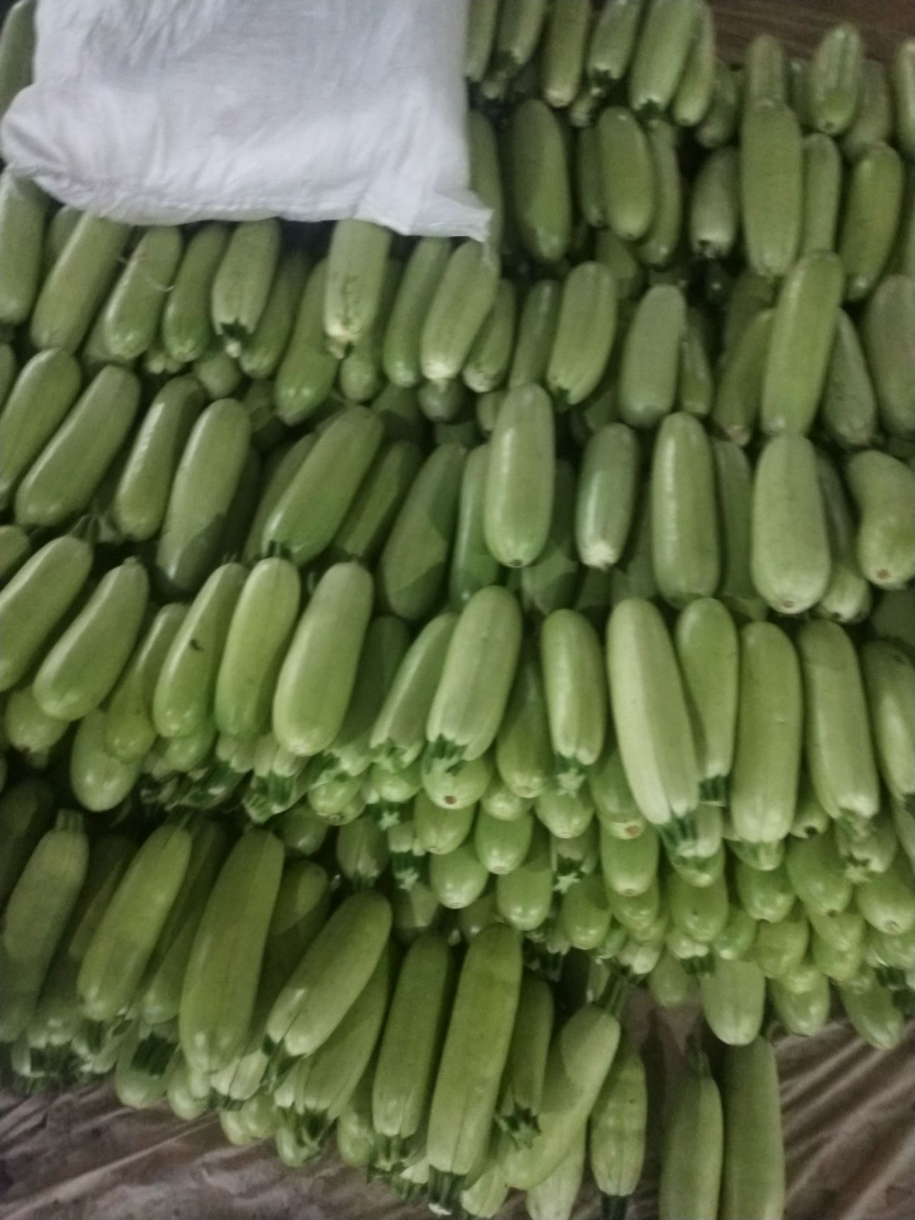  绿皮西葫芦