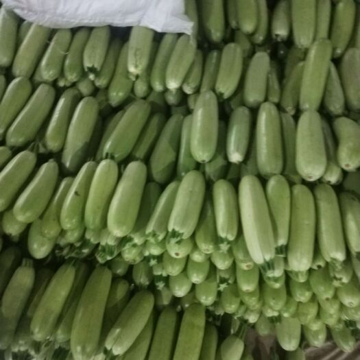 聊城 绿皮西葫芦