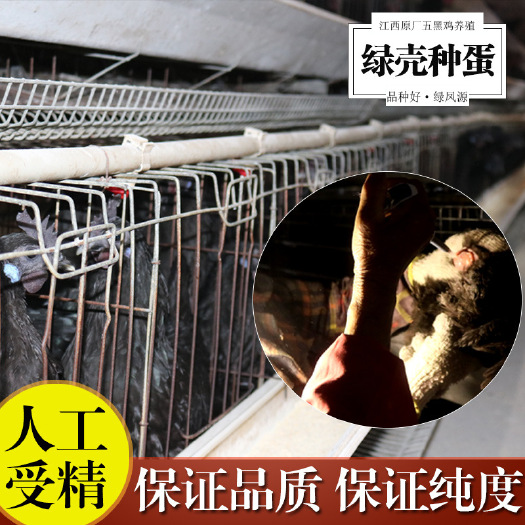 双峰县五黑一绿鸡苗  鸡苗 厂家直销乌骨鸡(五黑一绿)鸡苗种蛋批发质量保障母苗