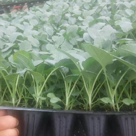 漳州炎秀优选 优质西兰花苗 精心培育 质量保证 数量充足顺丰包邮