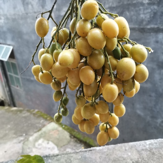 灵山县黑黄皮果苗  黄皮苗黑黄皮苗鸡心黄皮苗贵妃黄皮苗