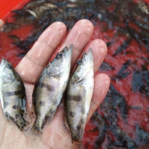 成都桂鱼苗 又叫母猪壳 基地直销 提供技术指导