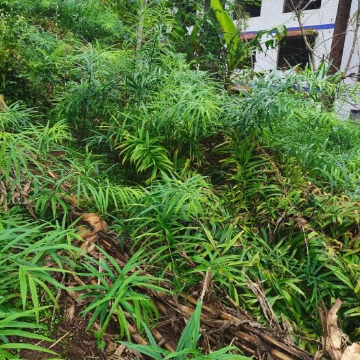 重庆市姜形黄精  黄精