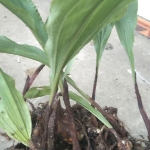 蒙山县慈菇  毛慈姑，净果，苗