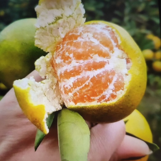 慈利县石门蜜桔，真的好甜，自家无公害，产地直销
