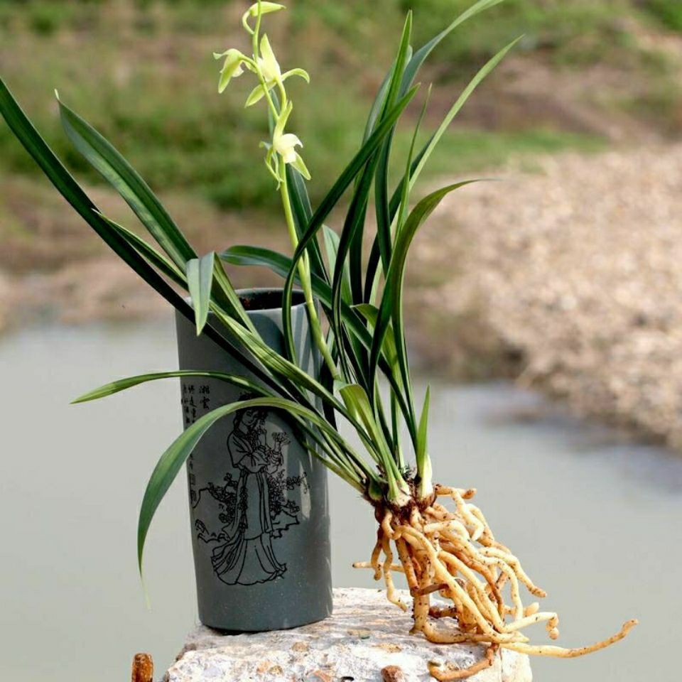 大荷素  〈兰花之乡南靖〉建兰大凤素兰花 夏秋花期[带花苞]浓香型四季