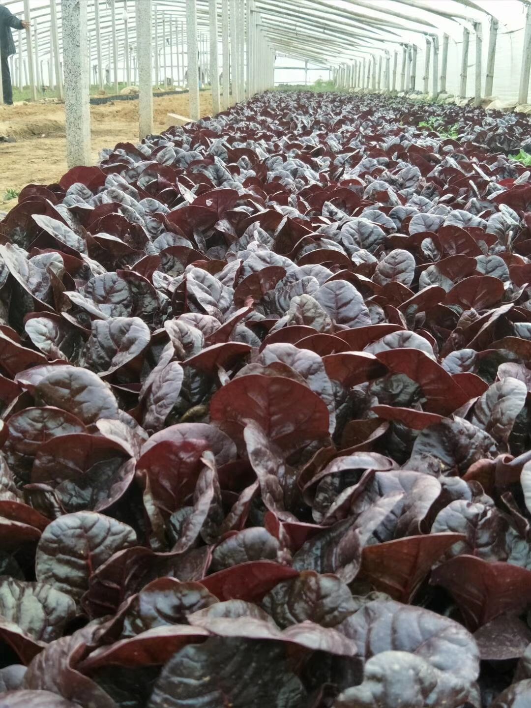 草花 红叶菠菜 抗寒抗冻型 基地直供质优价廉