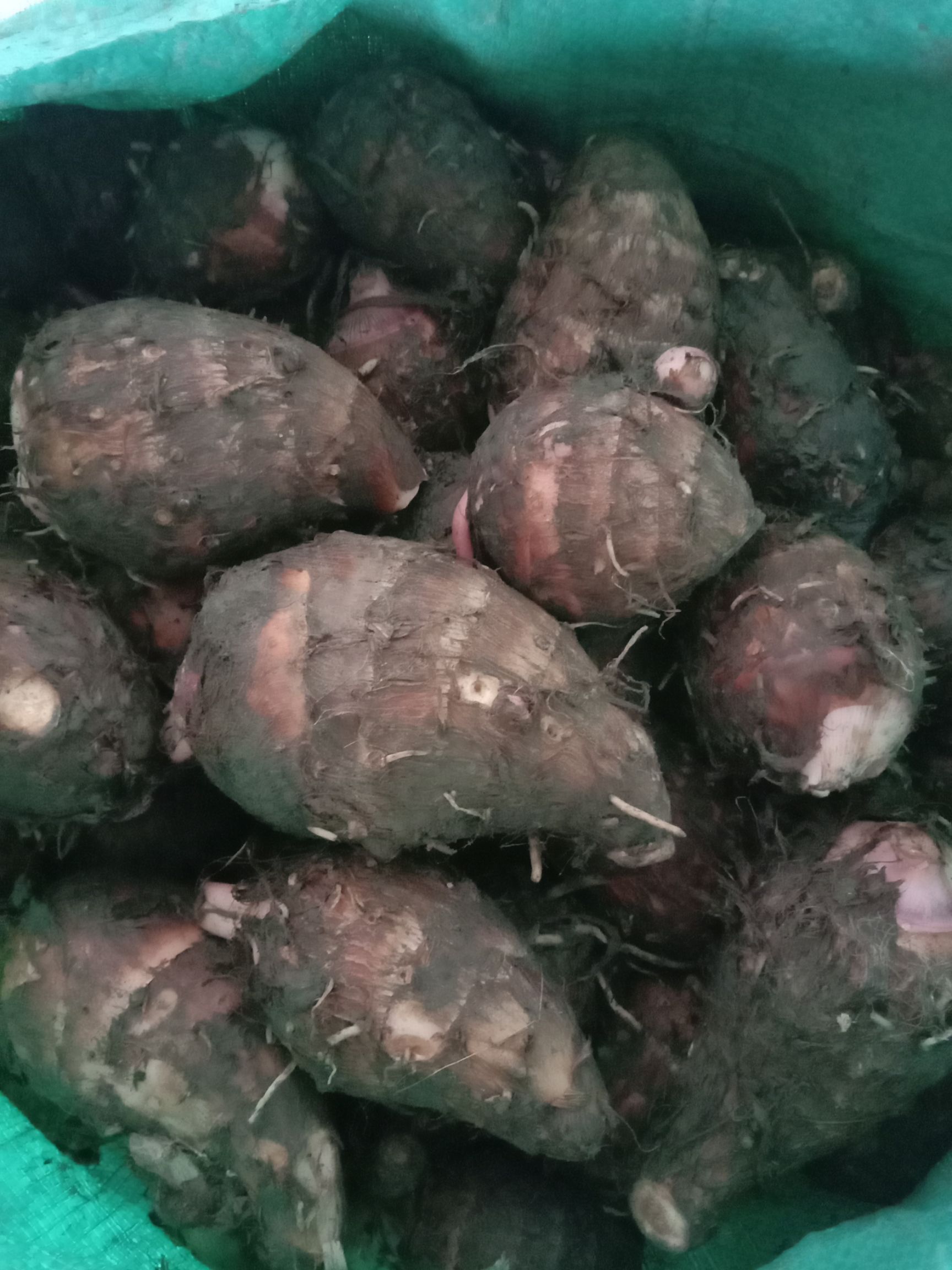 龙香芋 7cm以上