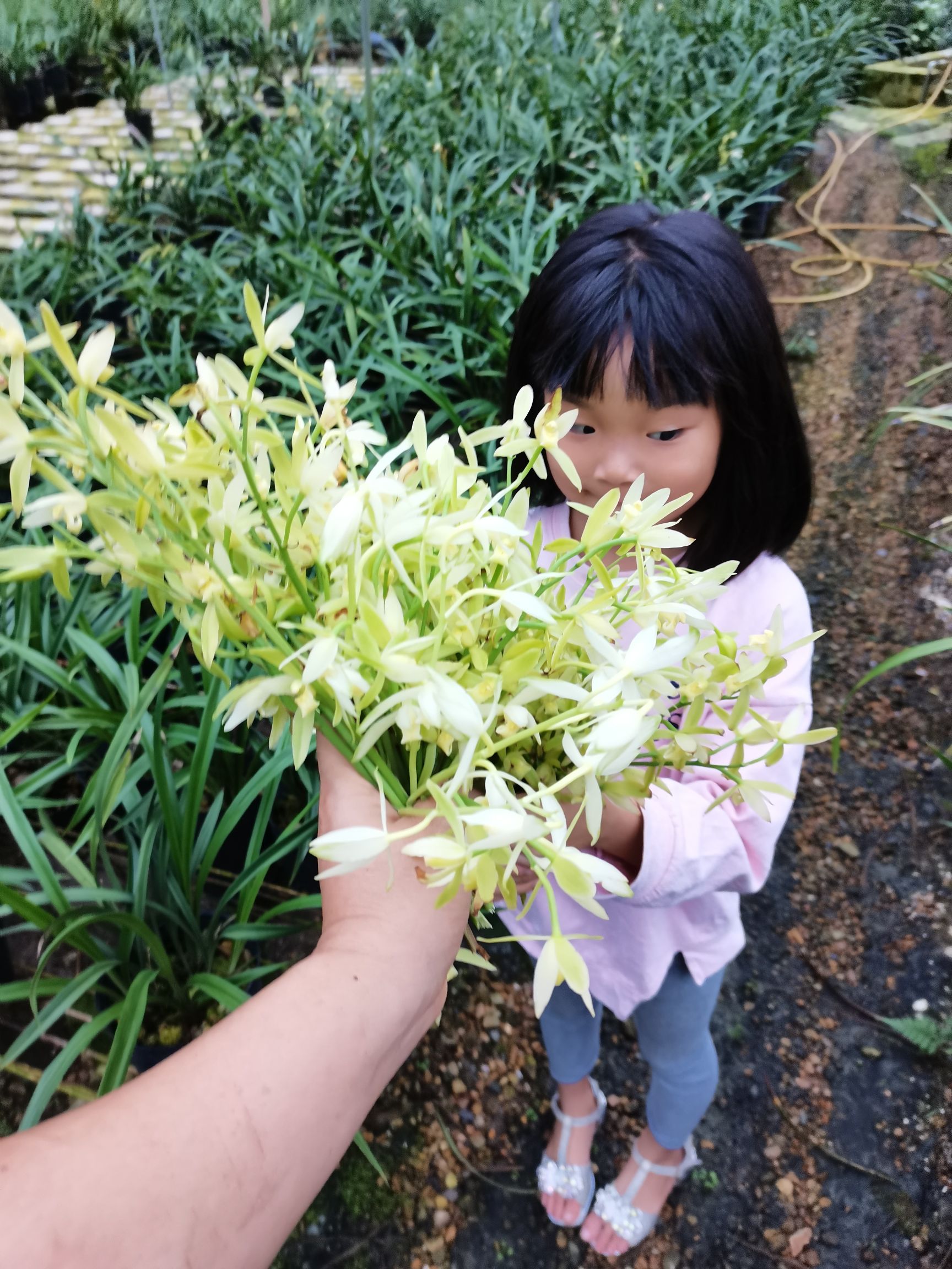 大荷素  〈兰花之乡南靖〉建兰大凤素兰花 夏秋花期[带花苞]浓香型四季