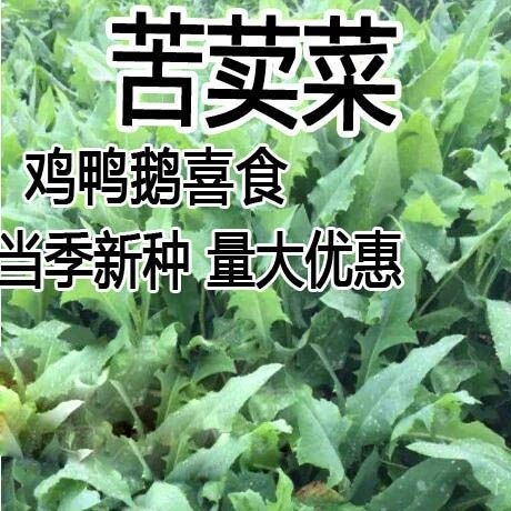 新沂市梯牧草 苦荬菜种子 多年生牧草 猪牛羊鸡鸭鹅抗寒抗旱
