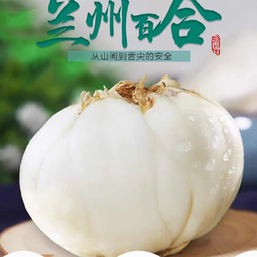 榆中县甘肃兰州百合特级新鲜百合新鲜天然食用甜百合非干农家