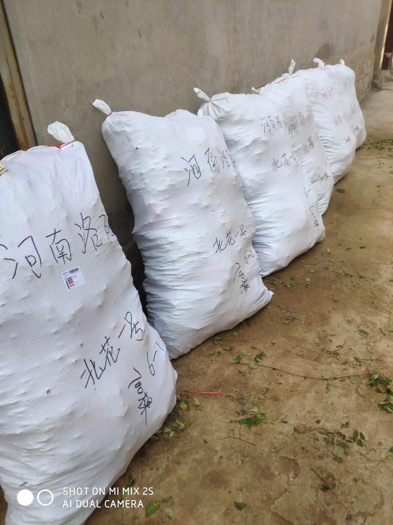 北花一号金银花苗  金银花苗 北花一号 包技术 包回收，基地