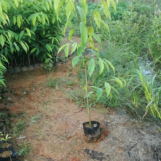 广州 沉香苗，国家名贵树种