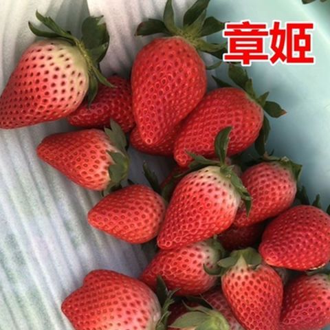 平邑县章姬草莓苗，香脆甜，南北方都可种植，欢迎咨询购买。