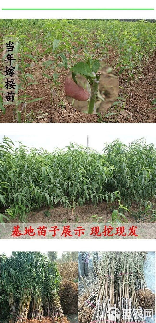 血桃苗    品质保证，现挖现卖，基地直供，诚信第一