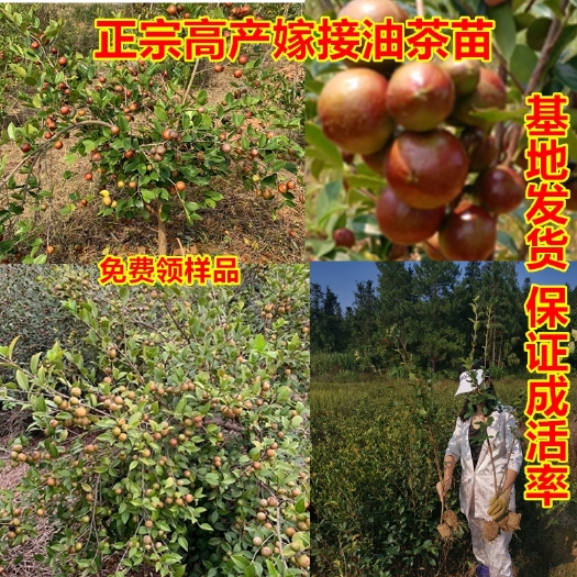 丰城市长林高产嫁接油茶苗茶籽树苗红皮大果