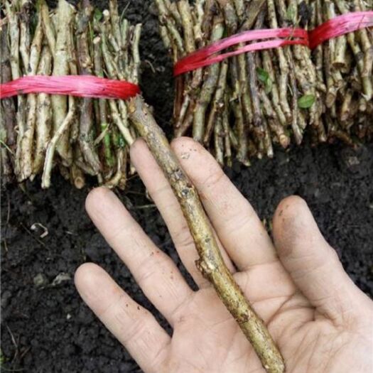 大英县刺梨苗  长期提供刺梨扦插枝条，确保一个种植周年出土，价格实惠。