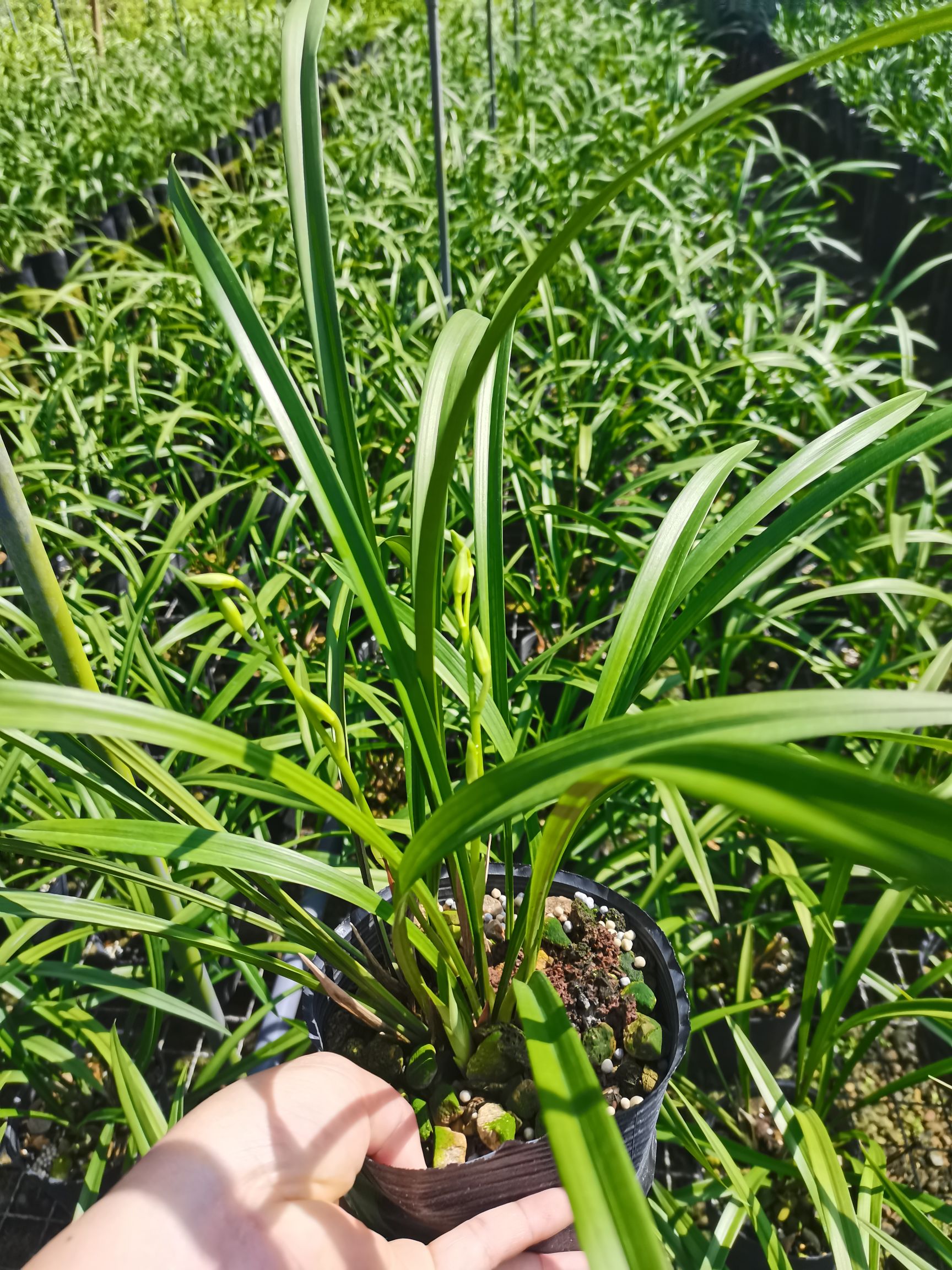 大荷素  〈兰花之乡南靖〉建兰大凤素兰花 夏秋花期[带花苞]浓香型四季