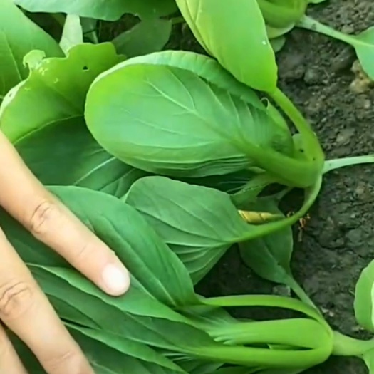 太和县上海青 8 ~10cm