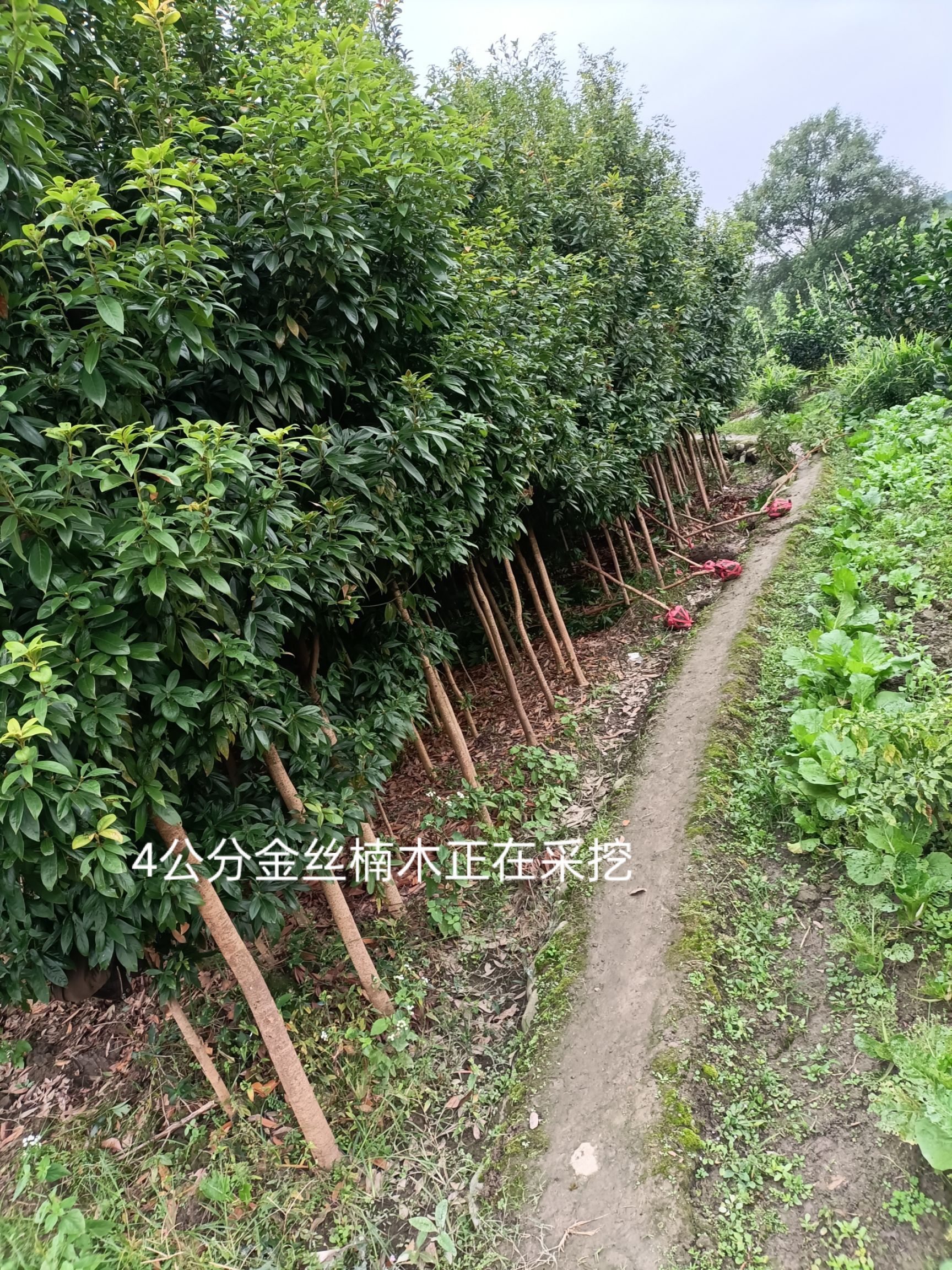 小叶桢南金丝楠木基地一手货源！