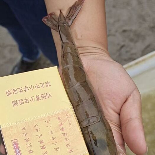 涟水县基围虾 10——60头   需要什么规格的都可以