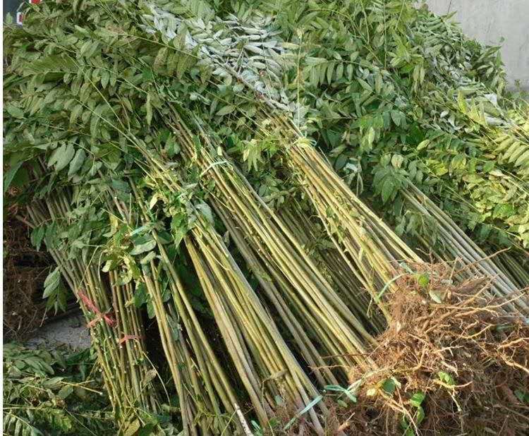 紫藤苗成活率高品种纯真格优惠